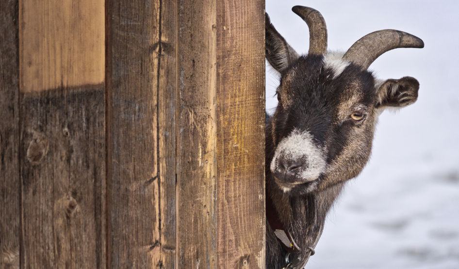 Goat peering around a wooden wall